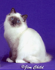 Pleasantview X_Kitten